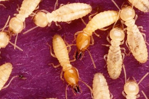 الحشرات الغازية تلحق اضراراً جمة بالإقتصاد العالمي