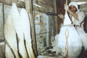 ﻿المهن المرتبطة بالنخلة: مهنة التنبيت