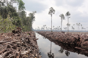 برنامج مبتكر للإقلاع عن إزالة الغابات في مقابل التأمين الصحي للحطابين