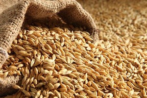 تجار: الأردن يطرح مناقصة جديدة لشراء 100 ألف طن من علف الشعير