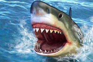 سمكة قرش تهاجم راكب أمواج في أستراليا