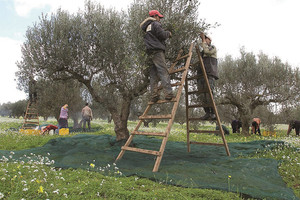 زيتون تونس ذهب أخضر