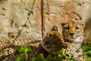 الإمارات تصادر 15 فهداً نادراً هربت من السعودية