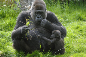 مخرج أفلام وثائقية عن الحياة البرية يدعو لاحترام 'خصوصيات الغوريلا' 