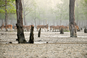 'اليونسكو' تدعو بنغلادش إلى التخلي عن مشروع محطة للفحم قرب أكبر غابة مانغروف في العالم