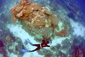 الحيد المرجاني العظيم مهدد بالتلوث