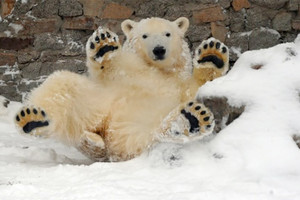 نفوق أشهر دببة حديقة سان بطرسبورغ للحيوانات