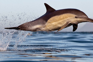 تراجع أعداد كائنات الحياة البرية بنحو 60 % منذ 1970