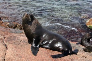 الكائنات البحرية في نيوزيلندا تواجه خطر الانقراض