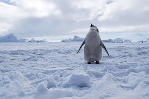 إقامة أكبر محمية بحرية في العالم في القطب الجنوبي