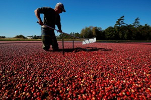أدلة جديدة على أن التوت البري لا يمنع عدوى الجهاز البولي