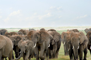 الصيد غير الشرعي للفيلة يحرم السياحة الإفريقية من 25 مليون دولار