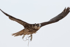 القعود: اعتماد 6 يناير موعدا لانطلاق مسابقة البحرين للصقور والصيد