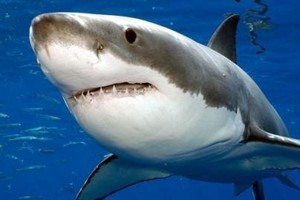 غواص استرالي ينجو بعد أن ظل مفقوداً 18 ساعة في مياه بها أسماك قرش