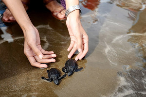 سلاحف بحرية تستعيد حريتها على شاطئ في سومطرة