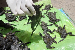 نفوق 10 آلاف ضفدع عملاق في البيرو