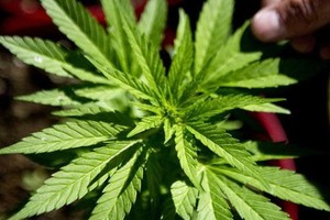 كاليفورنيا تقنن 'الماريجوانا'