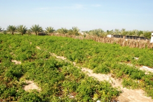 ﻿ 12.6 مليون دينار قيمة تعرفة المياه الجوفية غير المحصلة منذ 2006