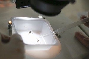 دراسة أميركية: معدلات إصابة النساء بفيروس زيكا أعلى من الرجال