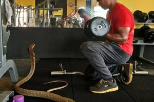 بالصور... رجل من جنوب شرق آسيا يتزوج كوبرا عملاقة