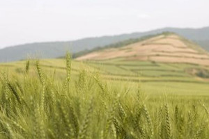 اتحاد صناعات: إيران تدرس حاجات تصدير واستيراد القمح