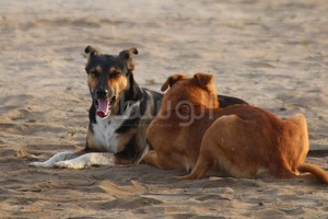 مواطنة تشكو ملاحقة ومهاجمة الكلاب الضالة لسيارتها ببني جمرة