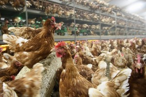 كوريا الجنوبية تؤكد ظهور سلالة لانفلونزا الطيور شديدة العدوى في مزرعتين