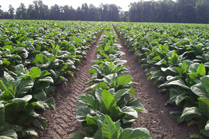 تلاعب وراثي بآليات التركيب الضوئي يزيد المردود الزراعي لمحاصيل التبغ