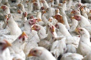 السعودية تحظر موقتاً استيراد الطيور الحية من الهند