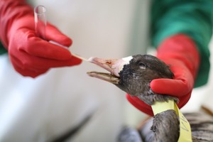 كوريا الجنوبية ترفع التحذير من تفشي إنفلونزا الطيور بعد رصد حالتين