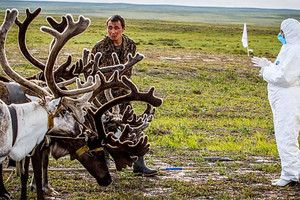 الإحترار المناخي يهدد حيوانات الرنة ورعاتها في شمال روسيا