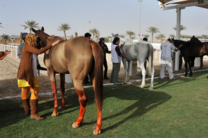 الإسطبلات والفرسان يضعون اللمسات النهائية والأخيرة للمشاركة في سباق افتتاح موسم للقدرة