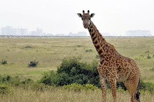 مشاريع التنمية الحضرية تهدد اقدم متنزه وطني في كينيا