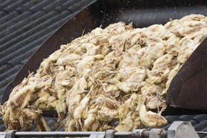 هولندا تعدم 190 ألفا من طيور البط بعد رصد فيروس الأنفلونزا