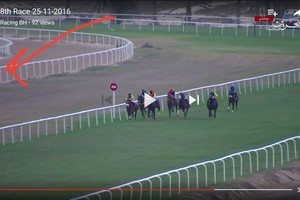 بالفيديو والصور... كلب ضال كاد أن ينهي سباق الفروسية بمشهد مأساوي بعد لحاقه بالجياد