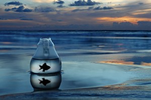 قصة قصيرة... سَمَكُ الجُدران