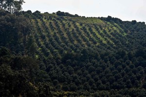 بالصور: زراعة الأفوكادو... 'حمى خضراء' تجتاح المكسيك 