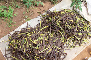 هل تنضم الفانيليا إلى قائمة الزراعات البارزة في هولندا بعد الزنبق؟