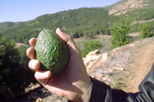 زراعة الافوكادو 'حمى خضراء' تجتاح المكسيك