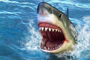 سمكة قرش تهاجم راكب أمواج في أستراليا