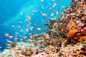 المرجان ينفق باعداد غير مسبوقة في الحاجز المرجاني الكبير