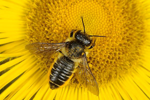  1.4 مليار وظيفة في العالم تعتمد على الملقحات 