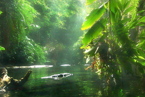 ارتفاع معدل إزالة غابات الأمازون المطيرة في 2016