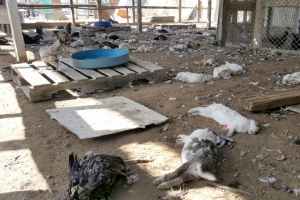 بالفيديو... الكلاب الضالة تهجم على مزرعة  في العكر وتقتل 69 دجاجة و8 أرانب