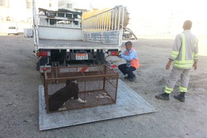 بالصور... «شئون البلديات» تنشر الفخاخ لاصطياد الكلاب الضالة بالعكر والأهالي يشكرونها