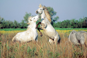 خيول في فرنسا تتولى مهمة الحفاظ على غابة قديمة 