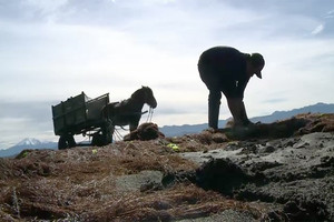 طحالب حمراء رائجة لدى النباتيين مهددة بالاندثار في تشيلي
