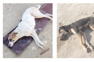 ﻿تسميم 7 كلاب في العكر وقلالي...وتهديدات بالتسميم في منطقة سار