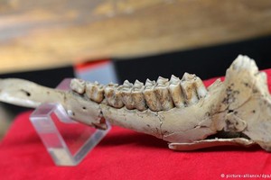 رصد ورم في حفرية حيوان عمرها 255 مليون عام