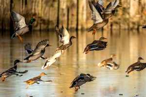 كوريا الجنوبية تمنع مؤقتاً نقل الدواجن لمكافحة إنفلونزا الطيور 